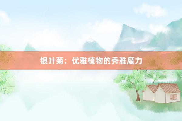 银叶菊：优雅植物的秀雅魔力