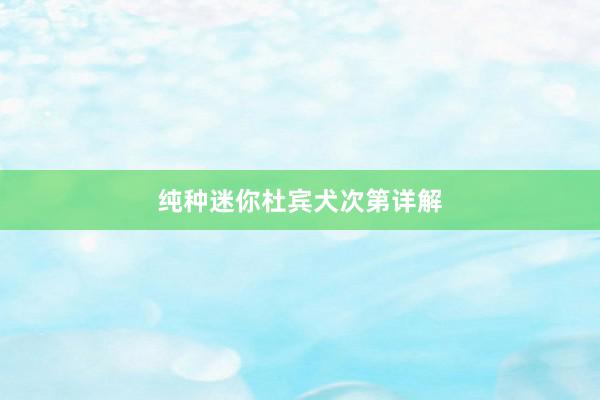 纯种迷你杜宾犬次第详解